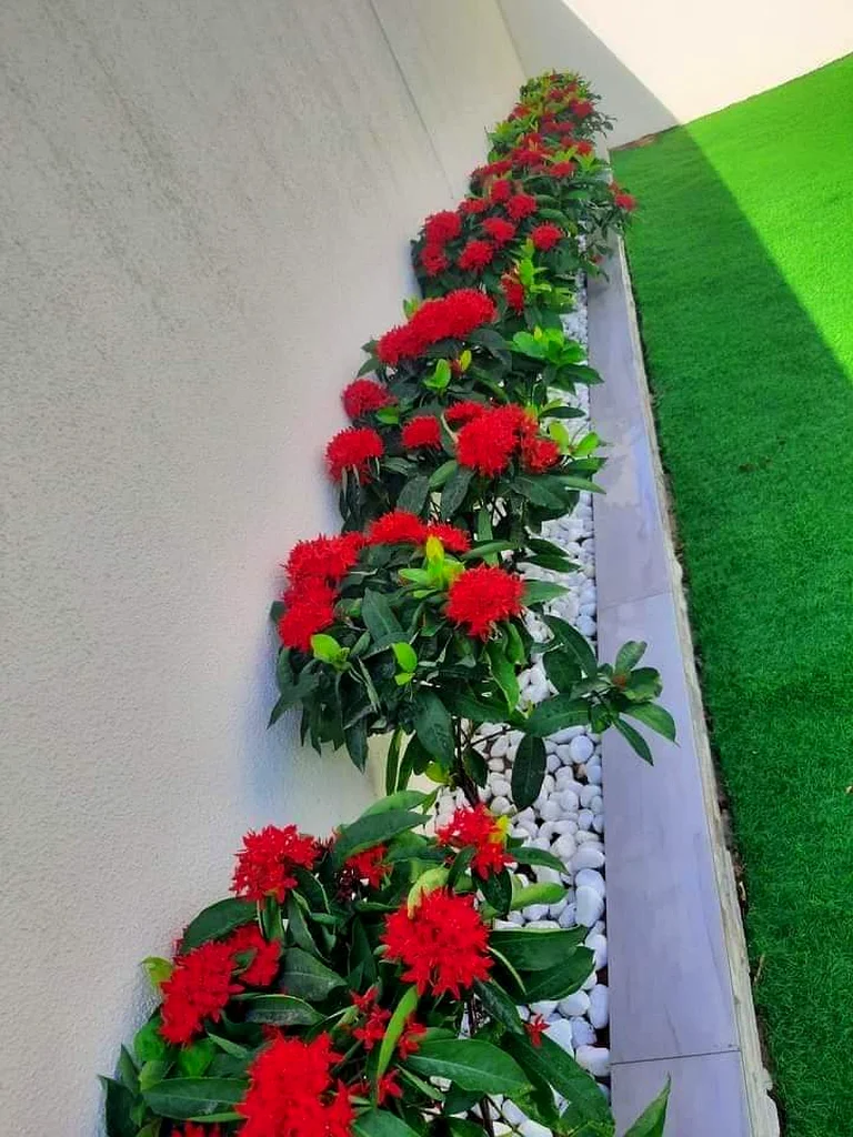 خدمات تنسيق الحدائق والصيانة63181797616130111