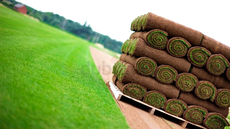 Premium Quality Roll of Natural Grass Turf for a Lush Lawn!632208282339861124