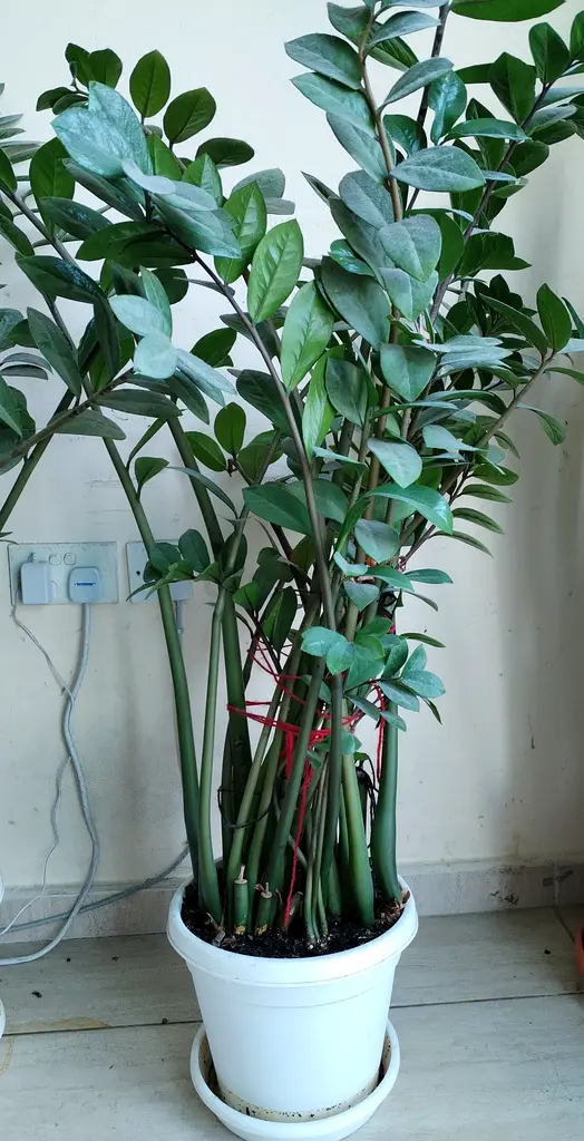 ZZ plant for sale in Shabiya-10