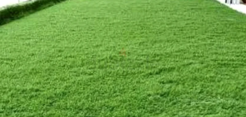 Green artificial lawn grass63220828240641111