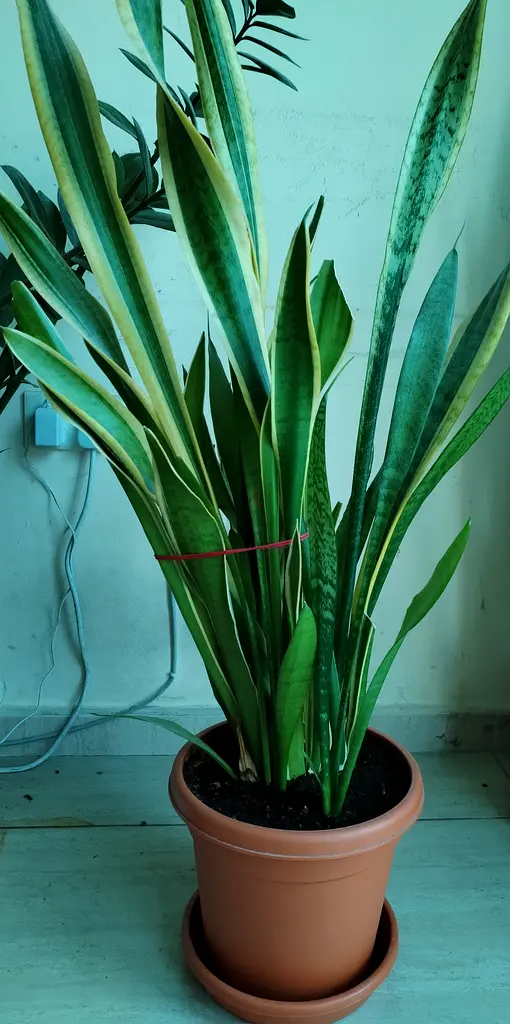 Snake plant for sale in Shabiya-10