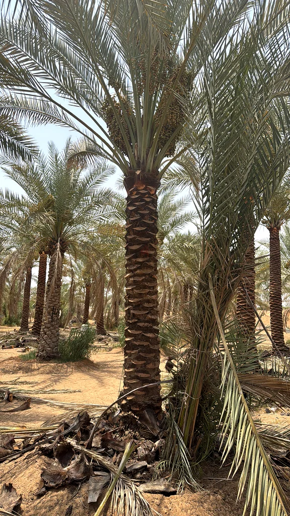 Healthy Date Palm Trees for Sale - Perfect for Your Garden63258134873603112