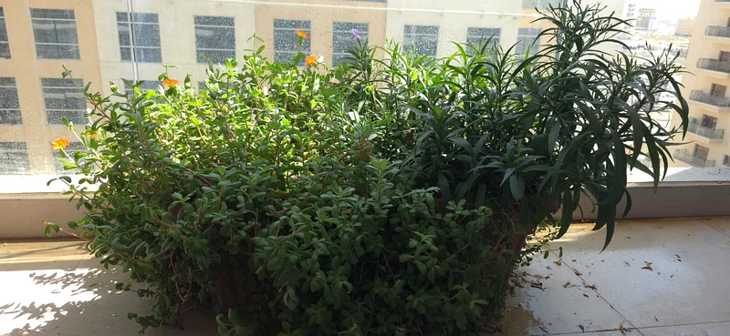 منصة للنباتات الخارجية للبيع @ 45 درهمًا إماراتيًا63180369743617112