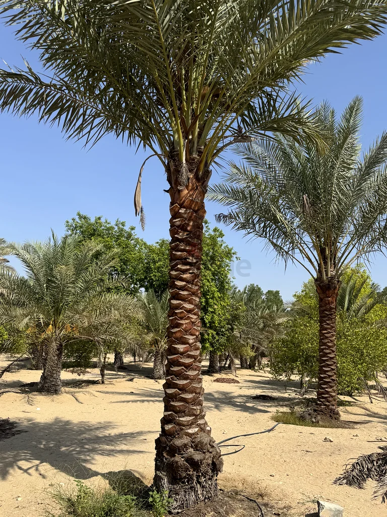 Healthy Date Palm Trees for Sale - Perfect for Your Garden63258134873603114
