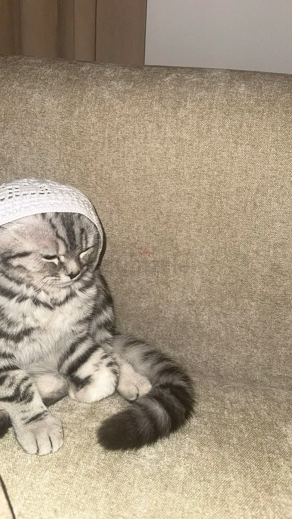 Cat63231687565954113