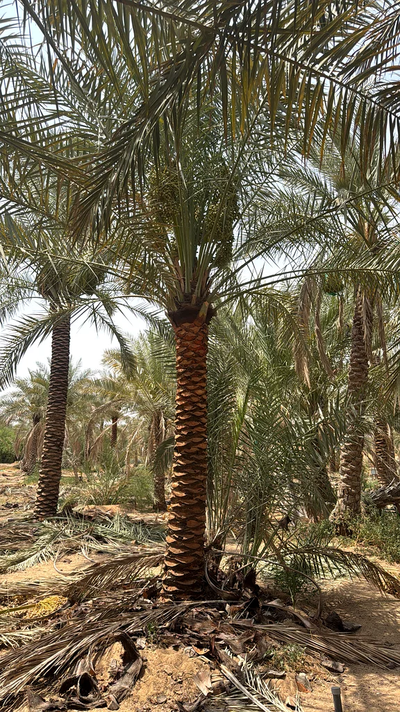 Healthy Date Palm Trees for Sale - Perfect for Your Garden63258134873603119