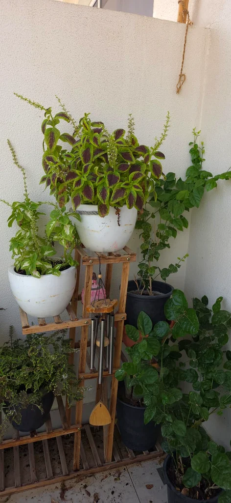 منصة للنباتات الخارجية للبيع @ 45 درهمًا إماراتيًا63180369743617111