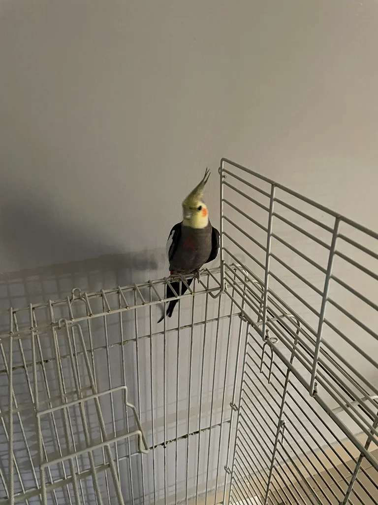 سحلية رائعة تبحث عن منزل جديد!63231686599042111