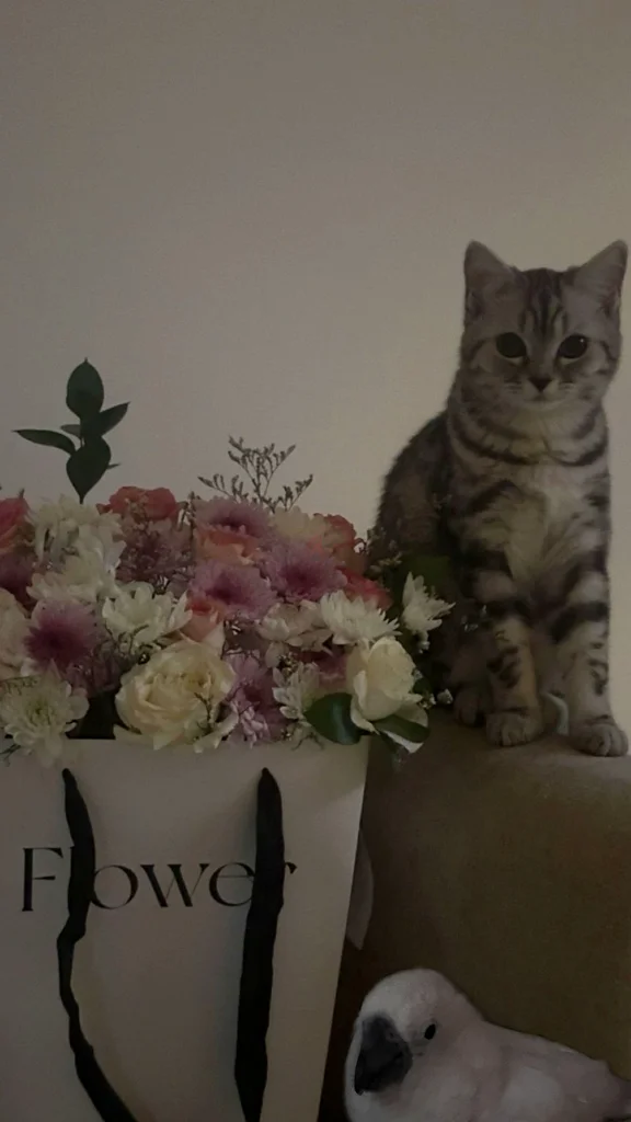 Cat63231687565954111