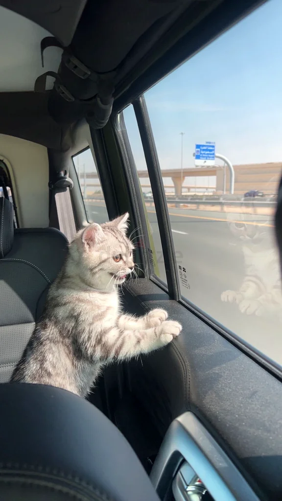Cat63231687565954114