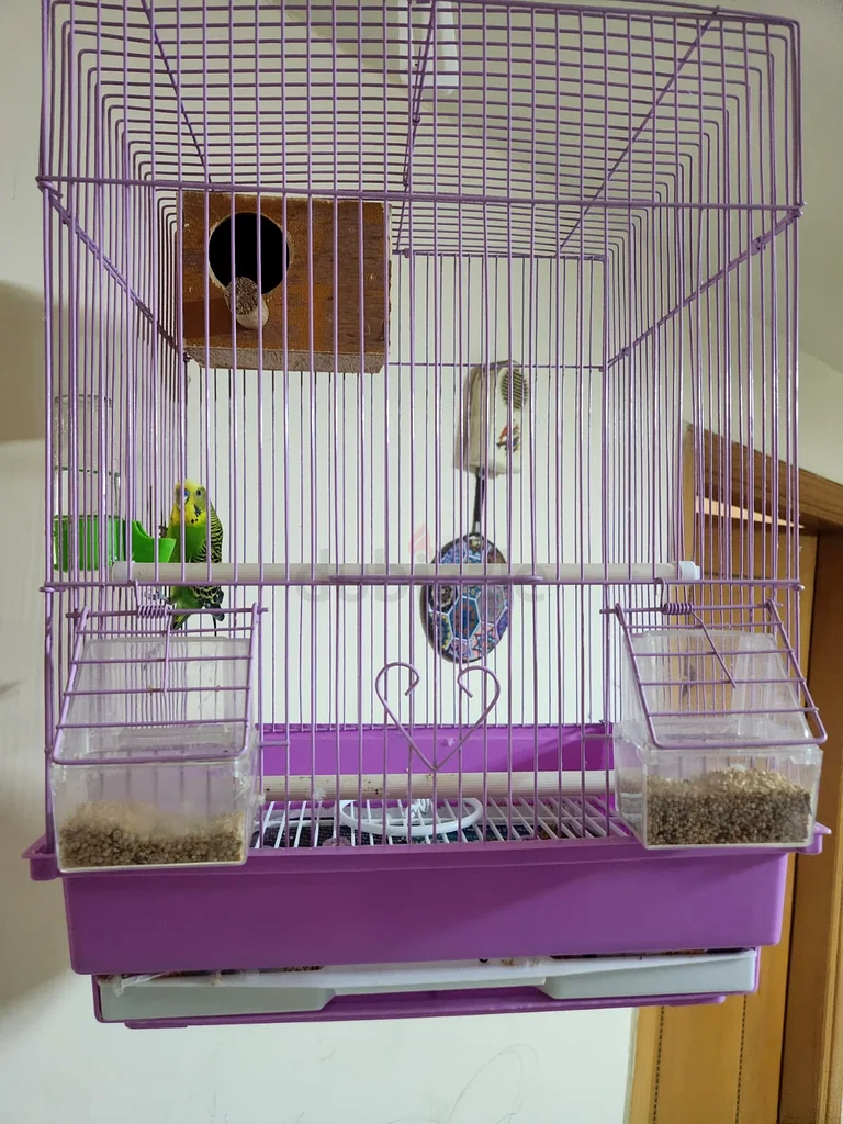 Urgent Sale Bird with cage63232162169731111