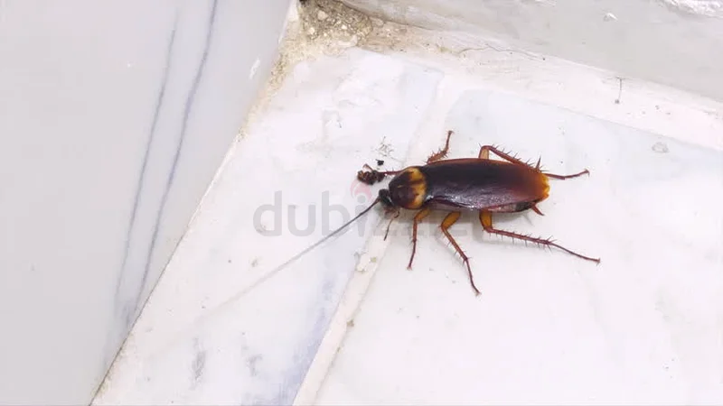 Worried about cockroaches attacking your kitchen63440539883139111