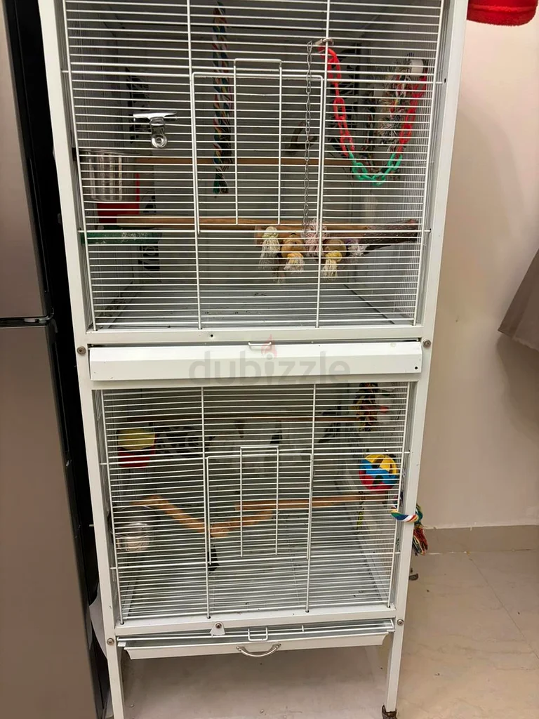 Double bird cage with center divider roof top63233642946049111