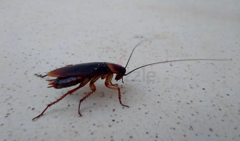 Keep pest out of your business63440539869442112
