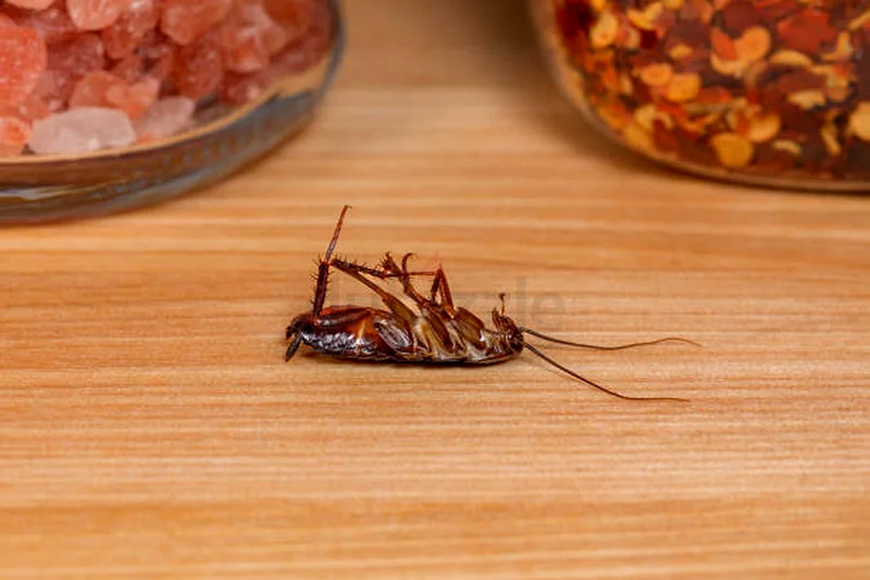 Dont let bedbugs bite you63440539876225112
