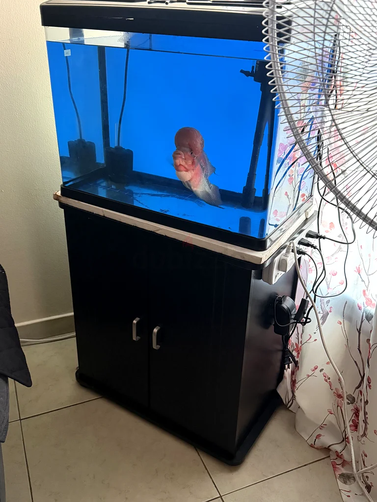 60cm Storage Cabinet with Aquarium Stand . Fish not included63235601031170111