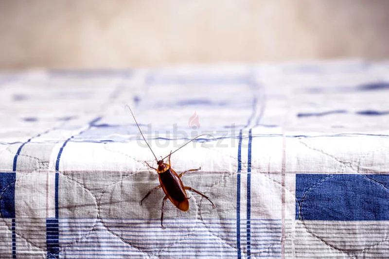 Worried about cockroaches attacking your kitchen63440539883139112