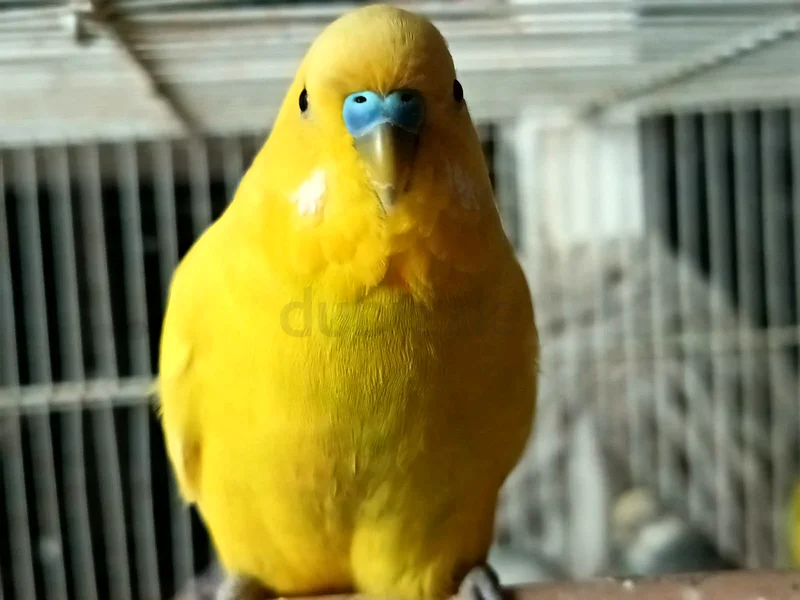 أزواج البودجي63233127144834114