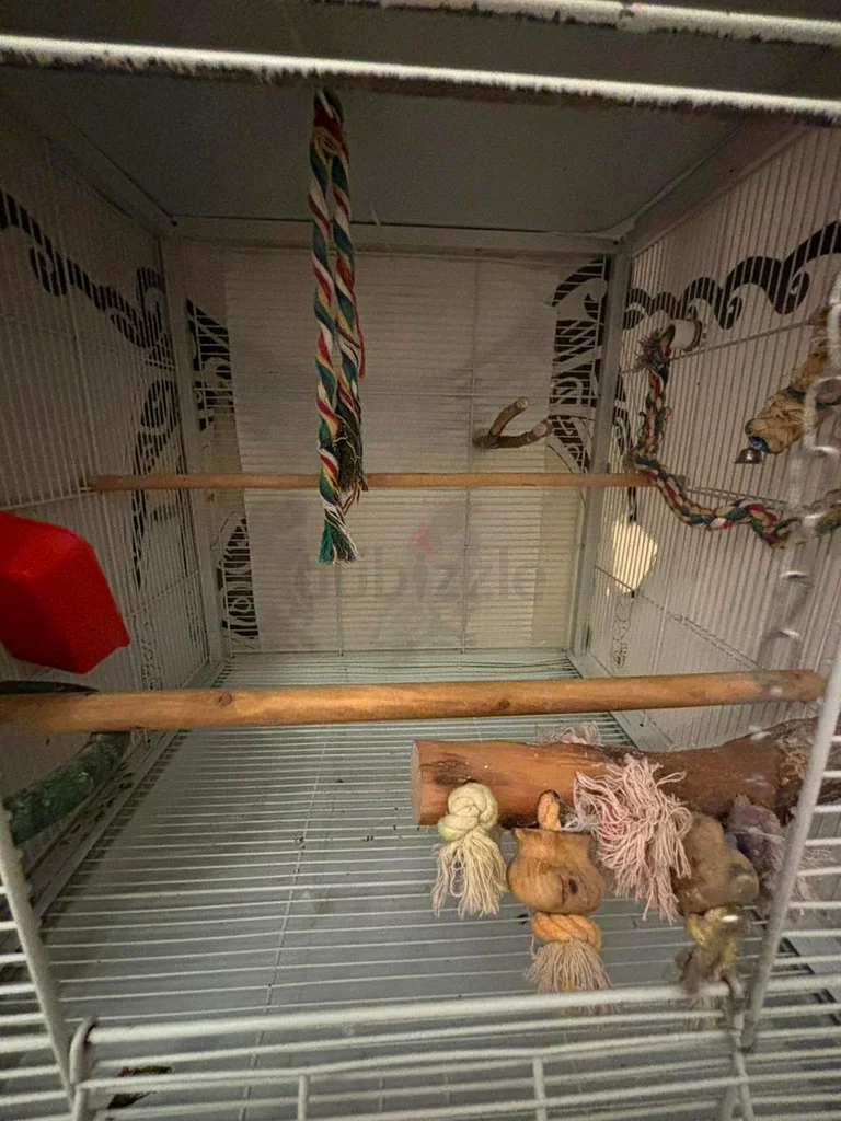 Double bird cage with center divider roof top63233642946049112