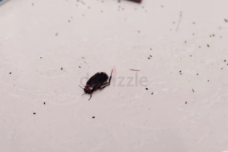 Keep pest out of your business63440539869442111