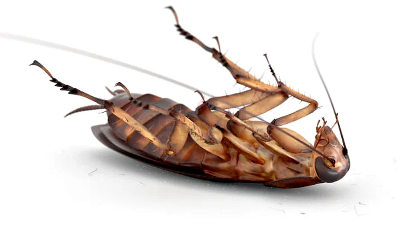 Dont let bedbugs bite you63440539876225111