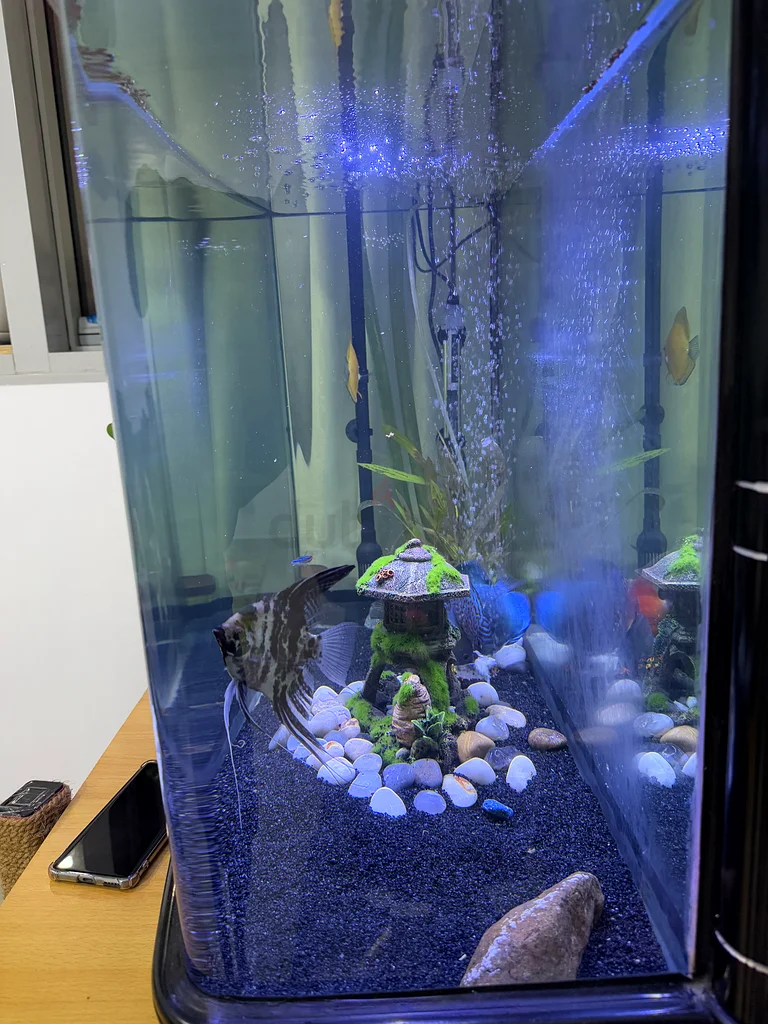 Aquarium Paradise: Beautiful Fish Tank with Vibrant Fish63174797740546113