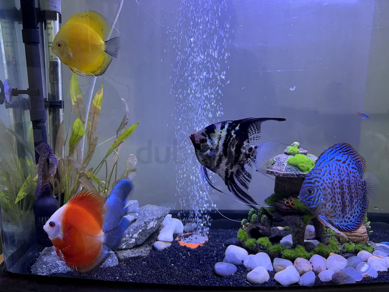 Aquarium Paradise: Beautiful Fish Tank with Vibrant Fish63174797740546112