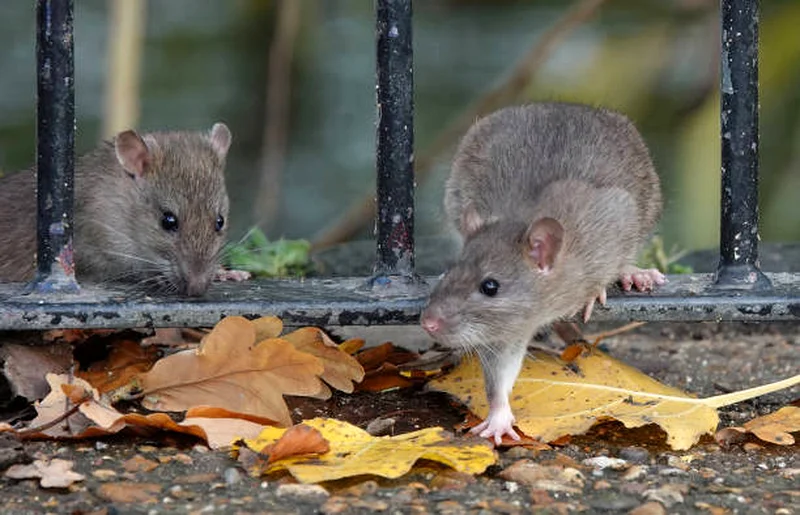 Fight pest problems indoor and outdoor63440511233409113