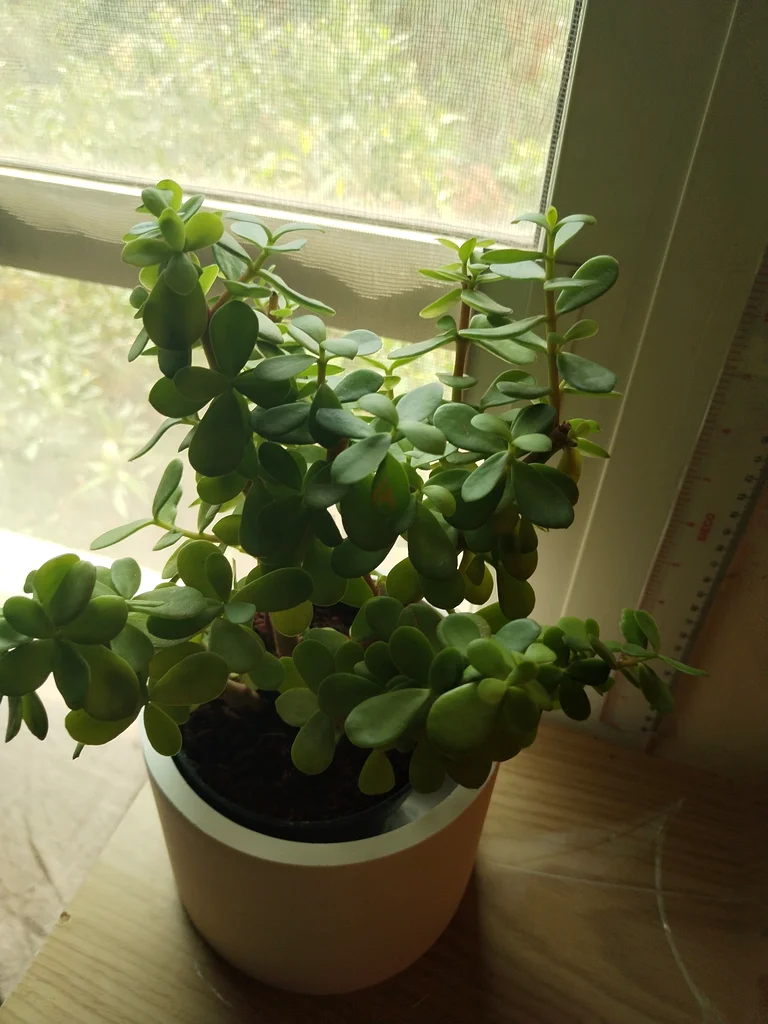 Jade, Chaemedora, Syngonium and Money Plant With Pots63221349276930111