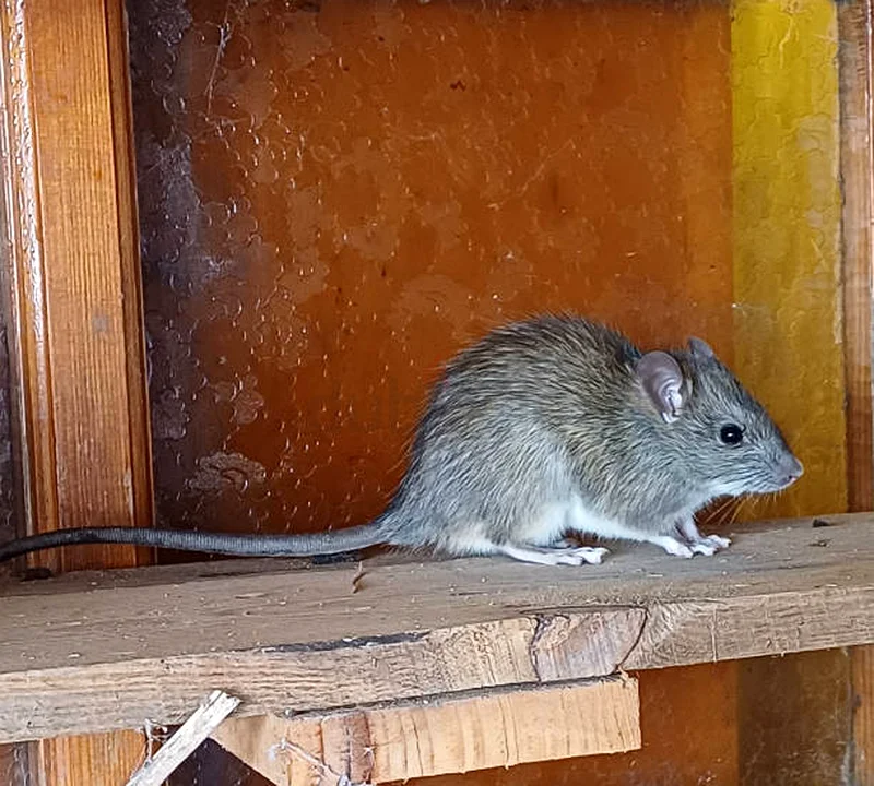 Fight pest problems indoor and outdoor63440511233409111