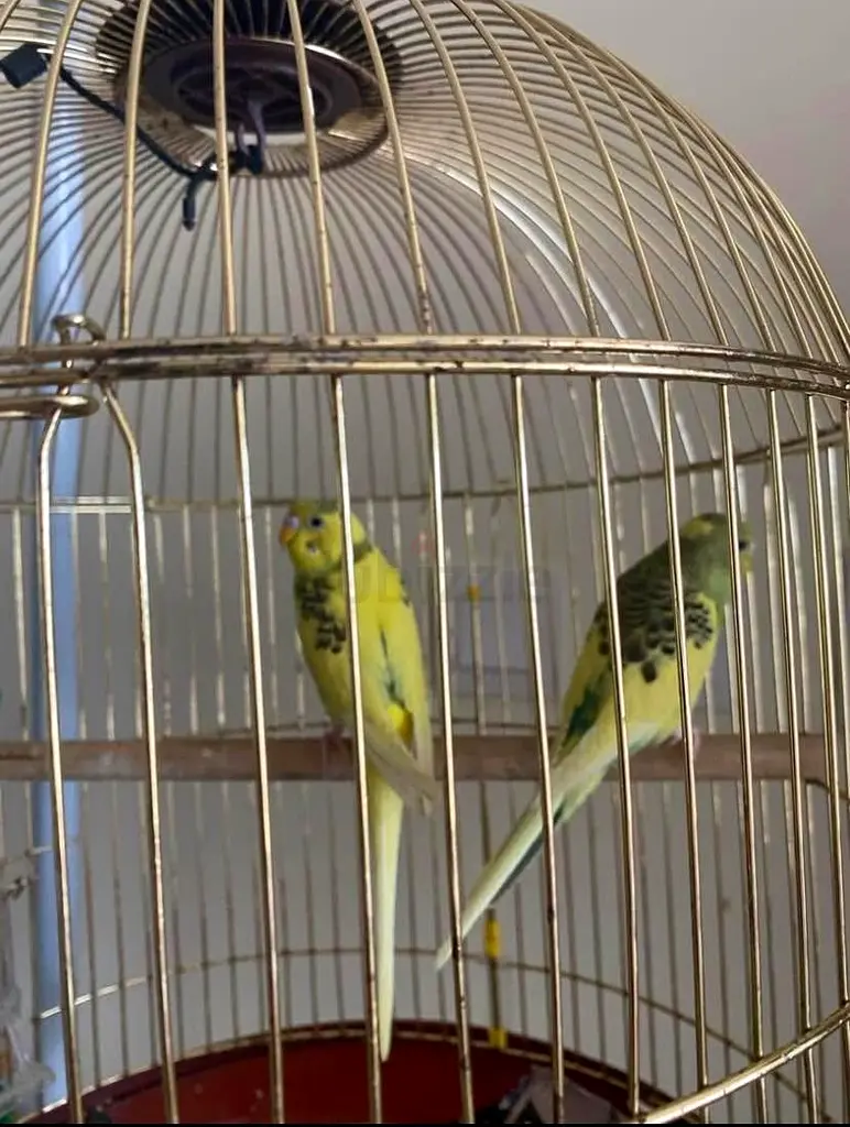 Birds cage with stand63233131674753112