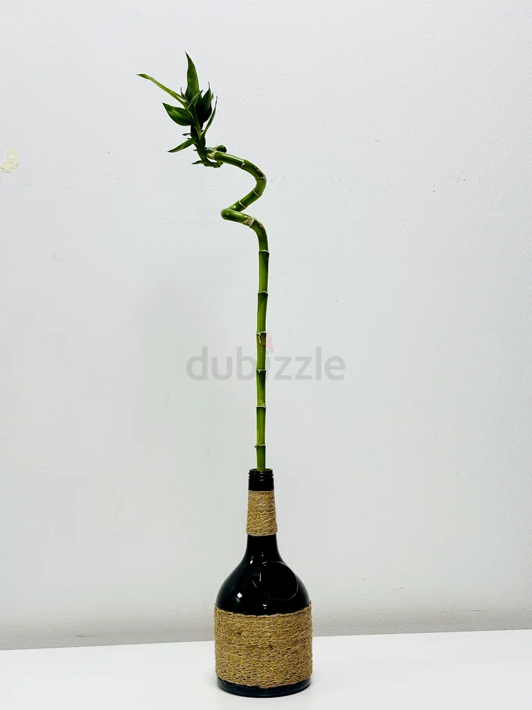 Bottle art with plant for sale632208282672651129