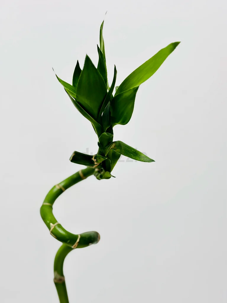Bottle art with plant for sale63220828267265114