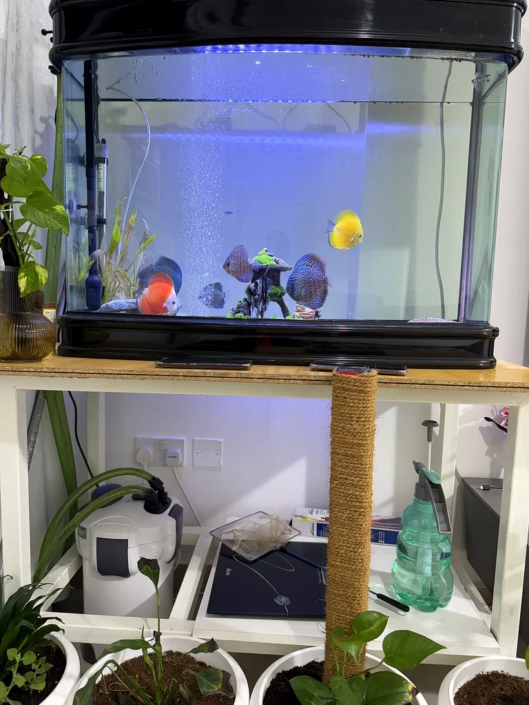 Aquarium Paradise: Beautiful Fish Tank with Vibrant Fish63174797740546111
