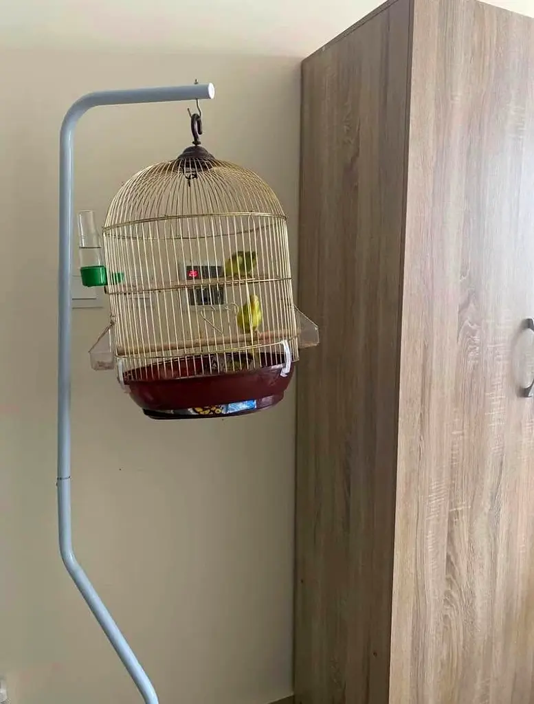 Birds cage with stand63233131674753111