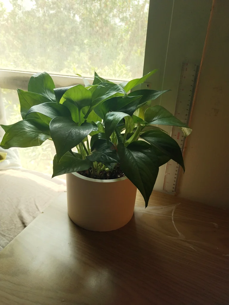 Jade, Chaemedora, Syngonium and Money Plant With Pots63221349276930114