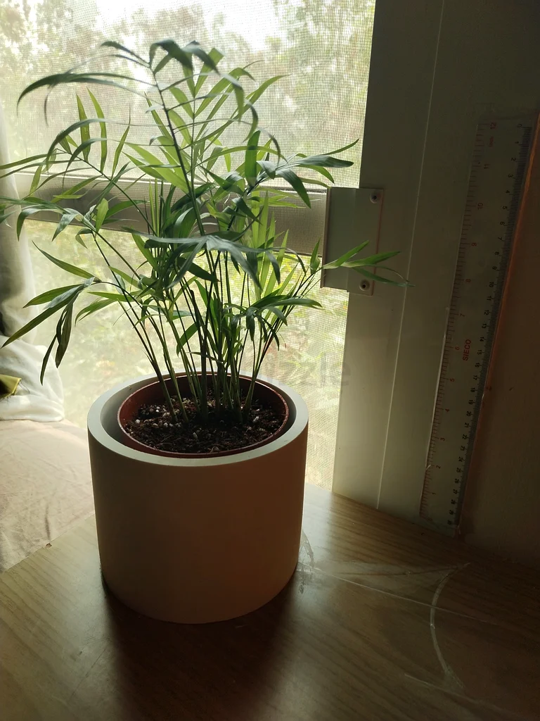 Jade, Chaemedora, Syngonium and Money Plant With Pots632213492769301118