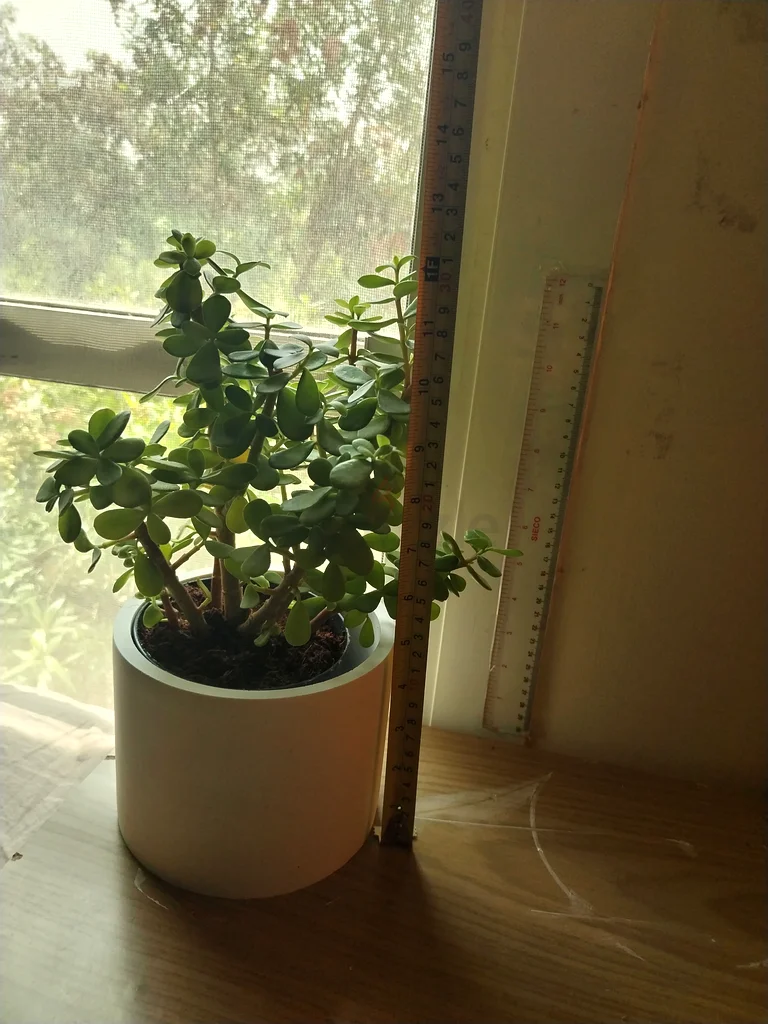 Jade, Chaemedora, Syngonium and Money Plant With Pots63221349276930113