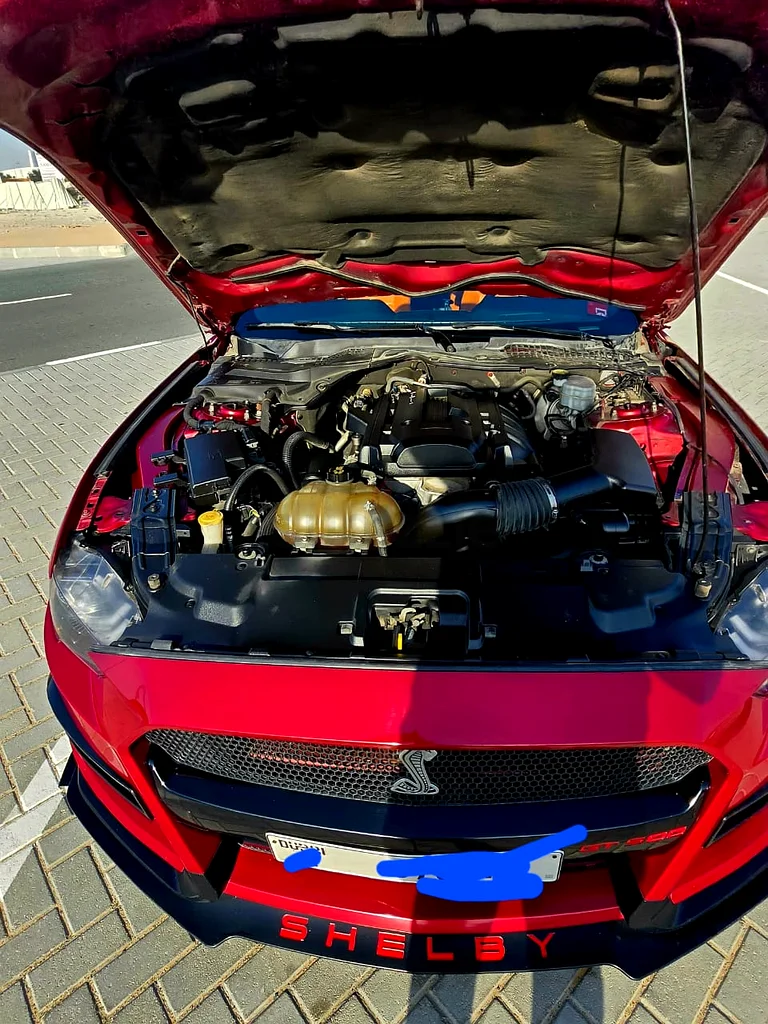 Ford Mustang - Shelby Snake63157444113026113