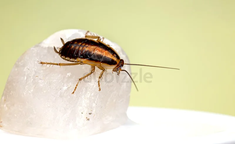 Dont let pest steal your peace63440511259011113