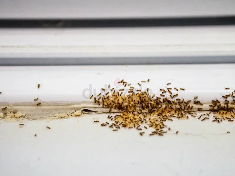 Sleep tight, no bedbugs tonight.63440511267842111