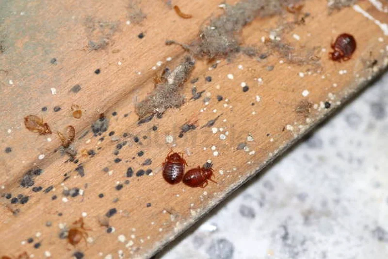 Commercial and residential pest control service63216362146563111