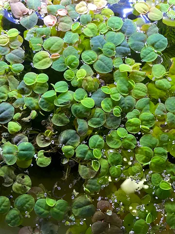 Red root floating plant and Malaysian trumpet snails. Limited amount only. Or trade to small fishes.