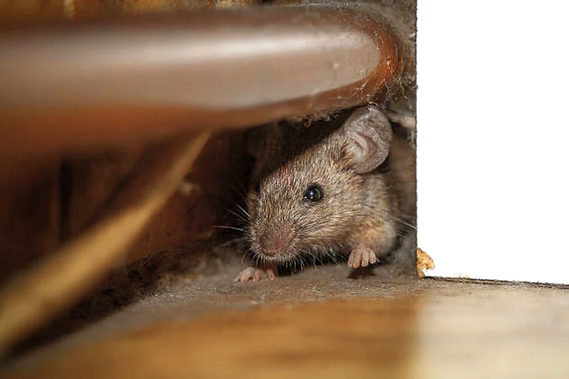 Your defense against all pest63440511251457111