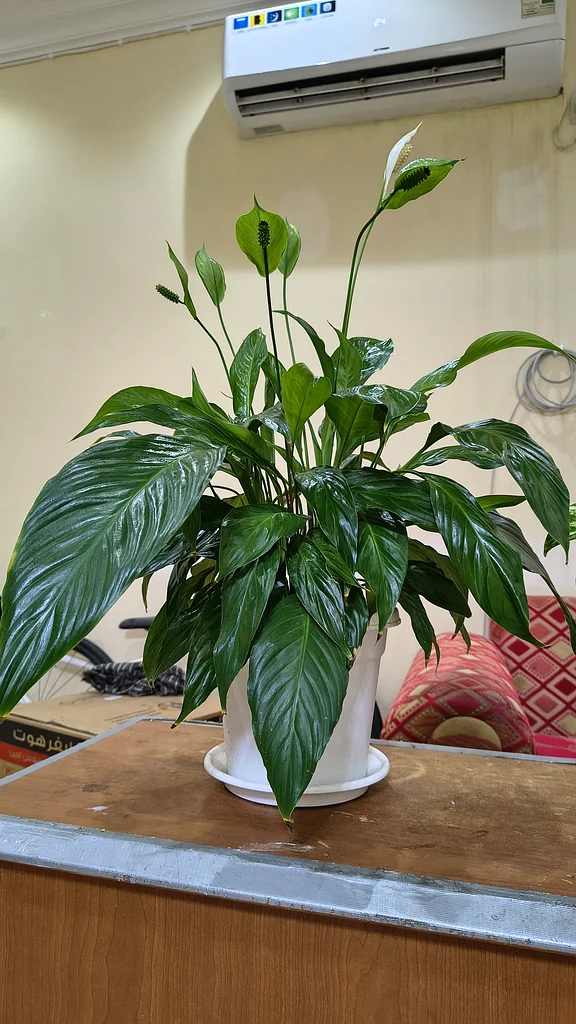 Peace lily 46 cm63219824040963111