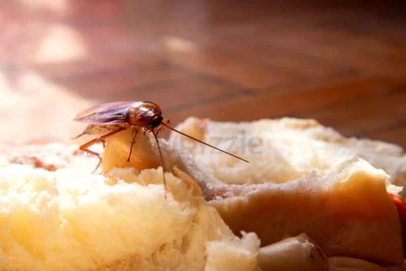 Cockroach fact it can regrow lost legs63186768081539112