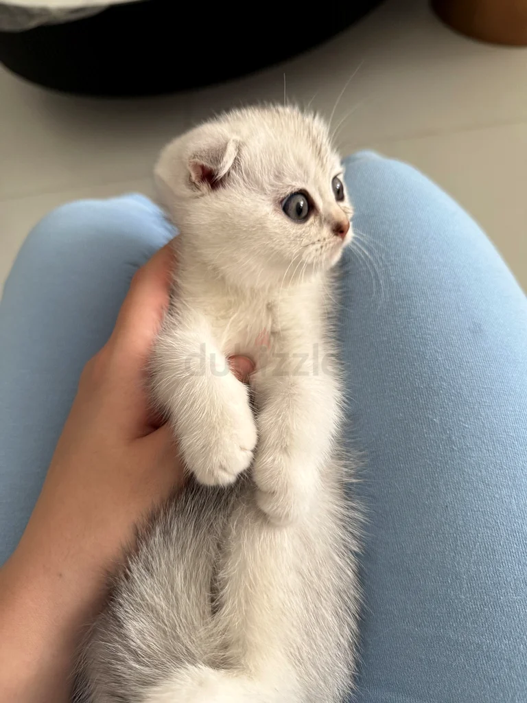 Scottish fold kittens 45 days old632316876464651126
