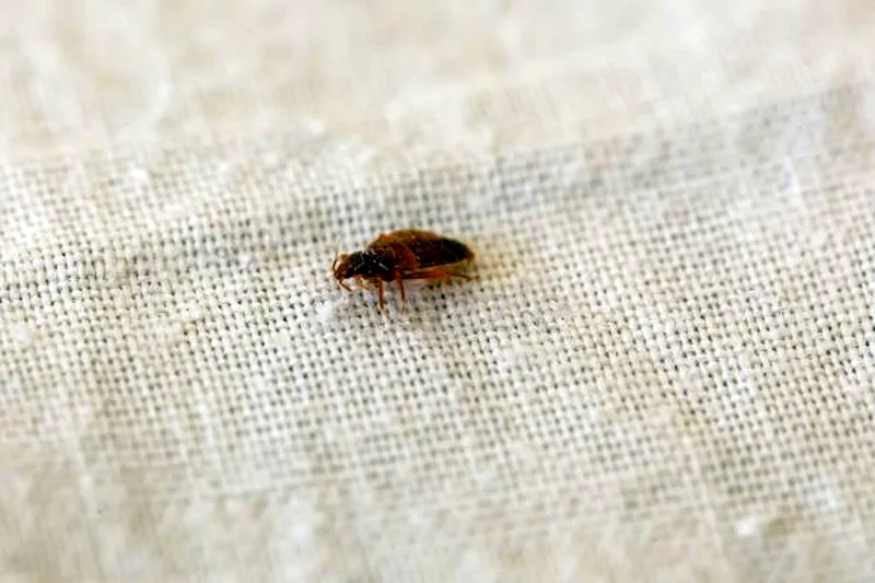 Cockroach fact it can regrow lost legs63186768081539111