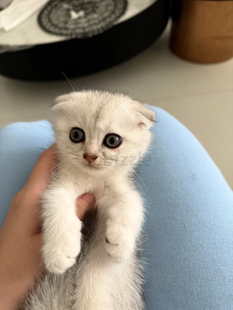 Scottish fold kittens 45 days old63231687646465111