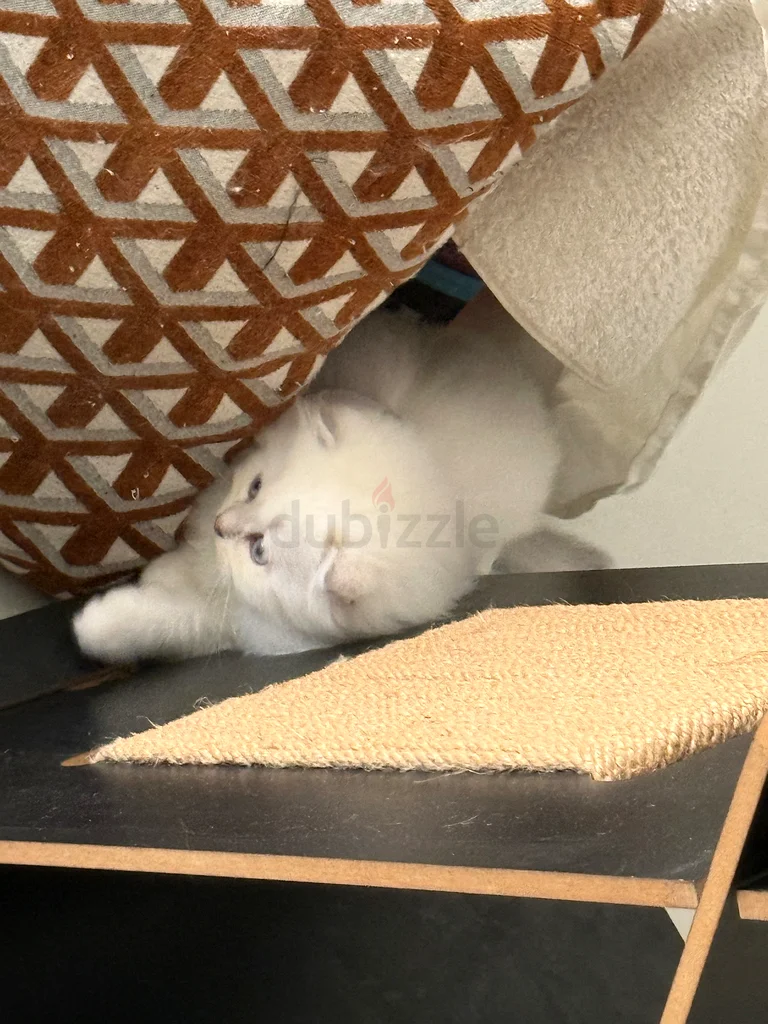 Scottish fold kittens 45 days old63231687646465114